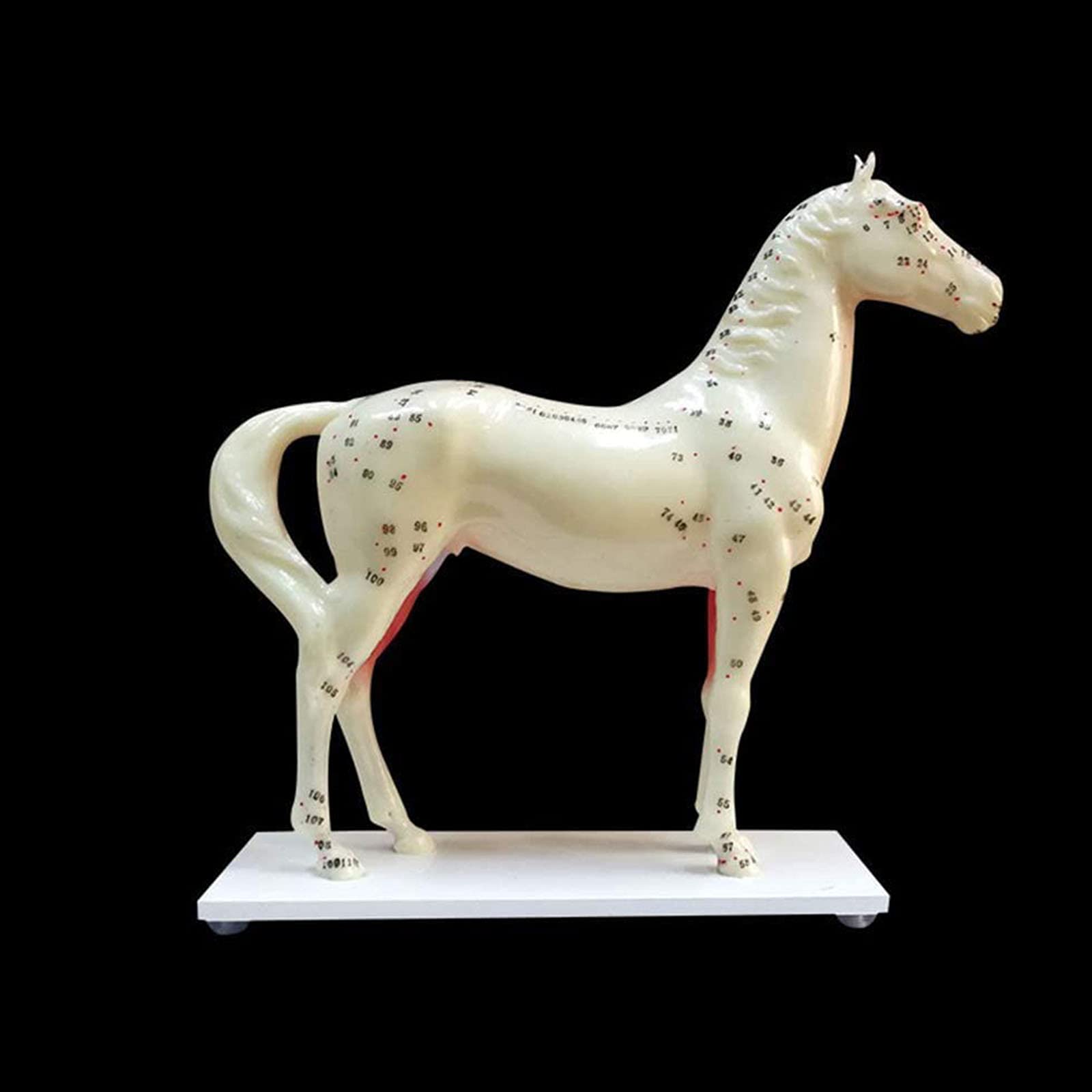 Model zwierzęcy, Model akupunktura i moxiterapia Konie, Model anatomii konia, Model zwierzęcy, Model referencyjny medyczny materiał dydaktyczny
