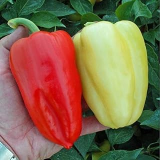 GL Seeds Sweet Bell Pepper Ivango White-Red Vegetable for Planting Heirloom Non GMO