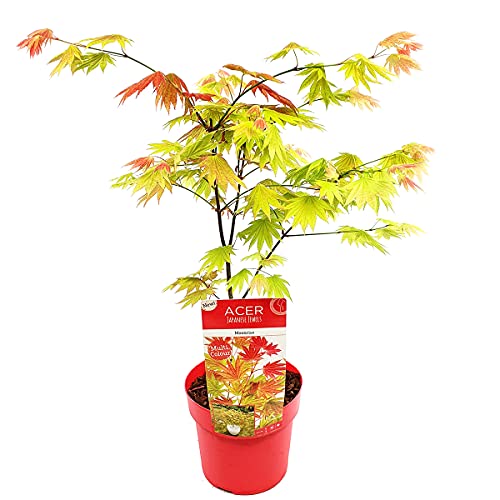 Bloomique - Acer Shirasawanum Moonrise - Acero Giapponese - Pianta da Giardino - Resistente al Freddo - Alta 50-70 cm - Vaso 19 cm