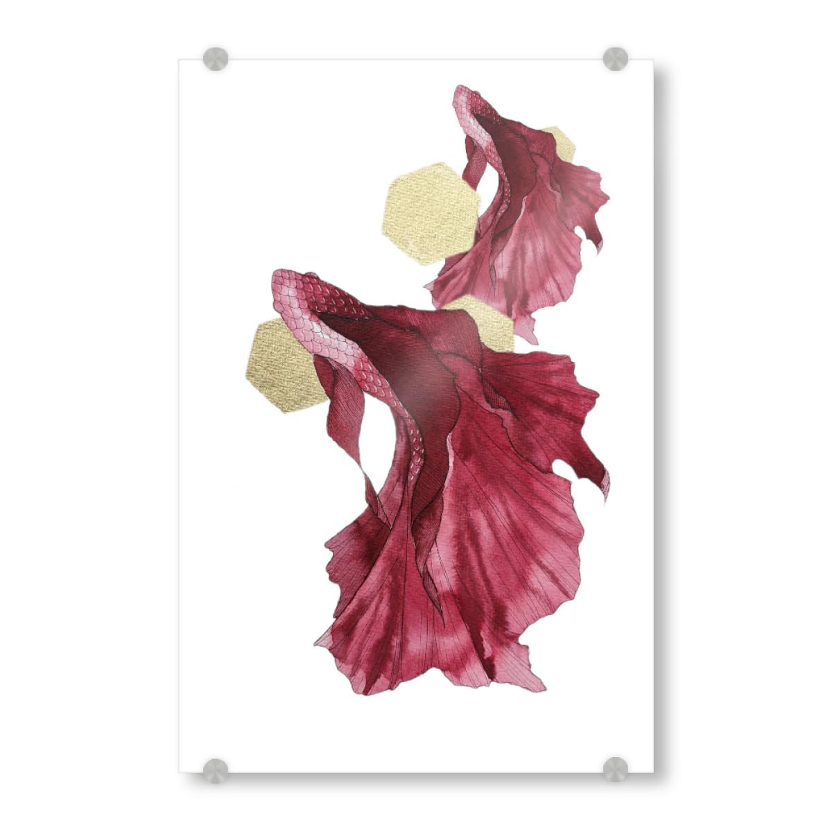 artboxONE Acrylglasbild 60x40 cm Tiere Red bettas - Bild Betta Fish aquaristik aquatische schönheit