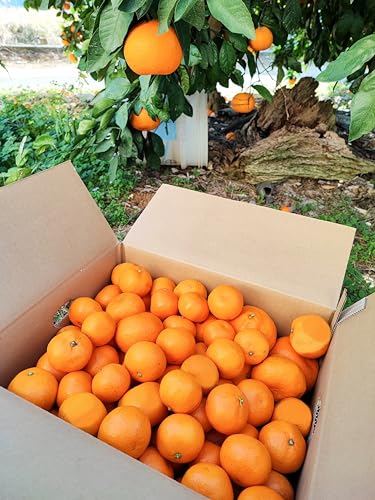 �݂��� �~�J�� ���x12�x�̍����x�݂��� �s��ɏo���Ȃ����̏��l�݂������ ���B�~�J�� ��A�� �ƒ�p (5kg)