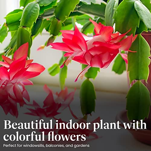 American Plant Exchange Live Christmas Cactus Plant, Indoor Plant With Colorful Flowers, Plant Pot For Home And Garden Decor, 6" Pot #TOP2