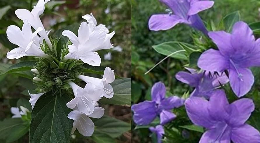 Two Different Colour Dark Barleria & White Barleria cristata lavender/violet live plant/December flower plant Dark Barleria & White Barleria - Each 1 No. (B0CJBLFWL6) Amazon Price History, Amazon Price Tracker