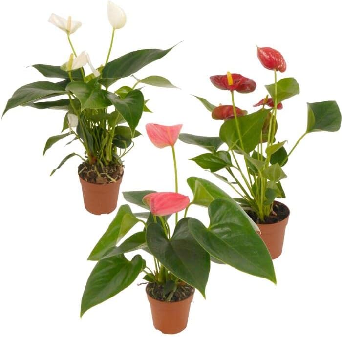 Super Set Anthurium DECOALIVE: Anturio de Color Blanco + Anturio ...