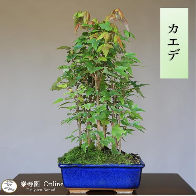 Amazon.co.jp: カエデ【楓】寄せ植え 小品盆栽【泰寿園Online】 : DIY