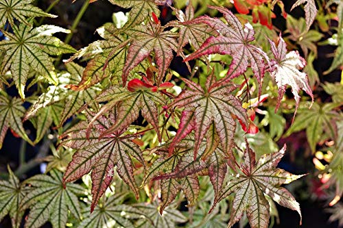 Peaches And Cream Japanese Maple - Acer Palmatum Peaches And Cream 2 - Year Live Plant #TOP6