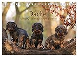 Dackel - lustige Gesellen auf kurzen Beinchen (Tischkalender 2023 DIN A5 quer), Calvendo Monatskalender