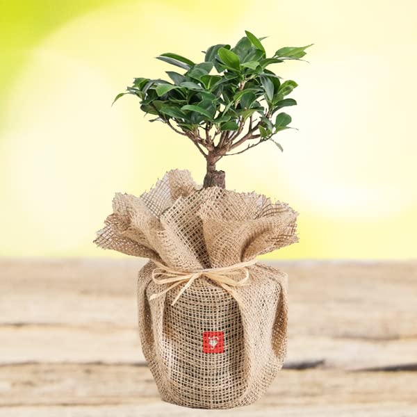 Banyan bonsai plant live, Live banyan plant bonsai (1 live plant) (B0BZMWW3P1) Amazon Price History, Amazon Price Tracker