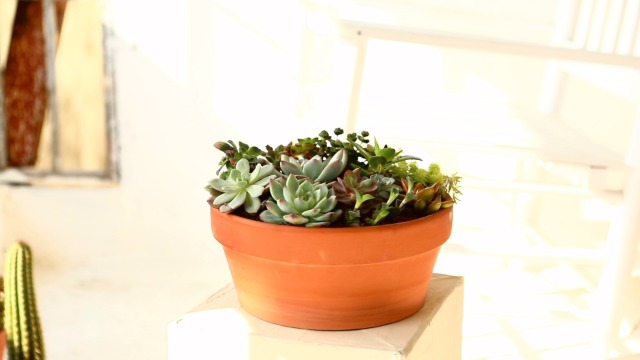 Amazon.com: Yishang Large Terracotta Pots for Succulent - 10 Inch Cactus  Plant Containers Indoor Garden Bonsai Pots with Drainage Hole - Set of 2,  Unglazed Clay Ceramic Pottery Planter : Patio, Lawn & Garden