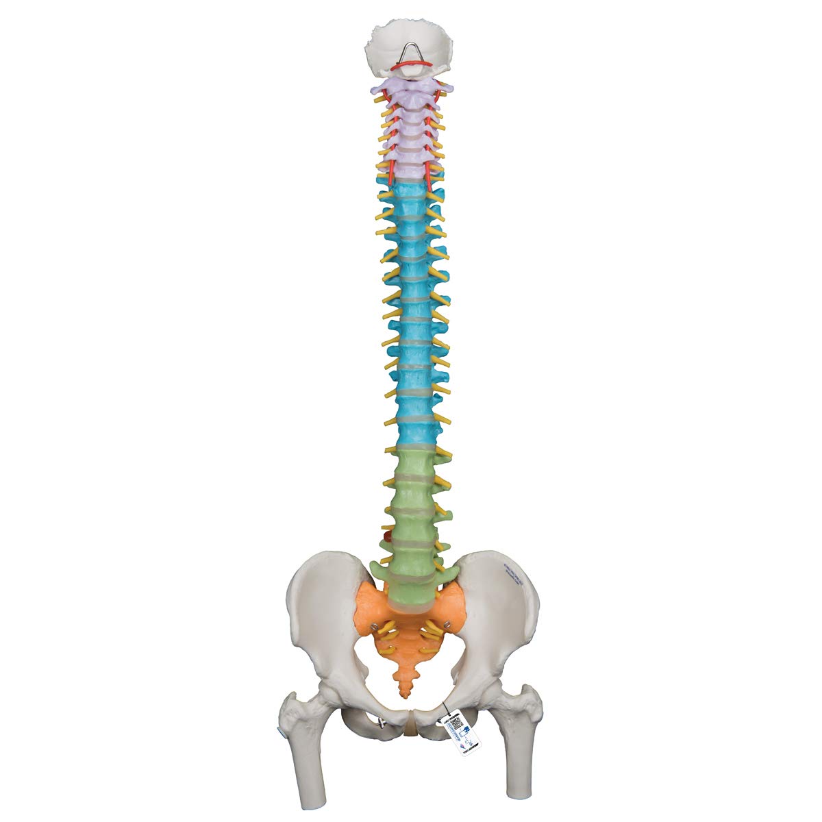 3B Scientific GmbH 1000128 A58/8 Didactic Flexible Human Spine Model, 29.1" Height (Stand Sold Separately)