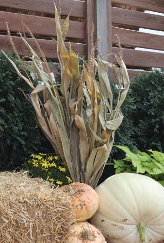 Dried Corn Stalk Bundle - Perfect for Fall and Halloween Decorating (1 Bundle, 48')
