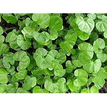 Dichondra Repens Grass Seeds - 1 Pound
