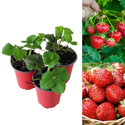 Carbeth Plants Strawberry Mixed Fruit Plants in 9cm Pots - Grow Your Own