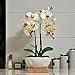 YSZL Large Artificial Potted Orchid Plant, Silk Flower Arrangement with Ceramics Vase, White
