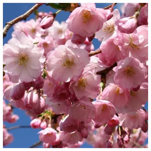 Prunus Accolade - Flowering Cherry - Plant in 2 L Pot