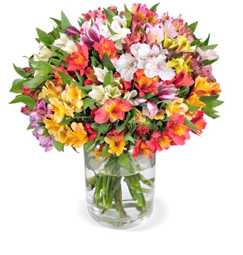 Blume Ideal Blumenstrauß | 20 Inkalilien | Ø 40–50 cm | Echte Inkalilien für Geburtstag & Deko | 7 Tage Frischegarantie | In verschiedenen Farben und Mengen