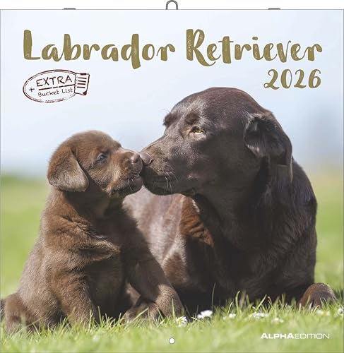 Alpha Edition - Labrador Retriever Kalender 2026 – Wandkalender 30x30 cm – Für Hundeliebhaber – 12 beeindruckende Labrador-Fotografien, viel Platz für ... mit Feiertagen & Ferienterminen: Dachshund