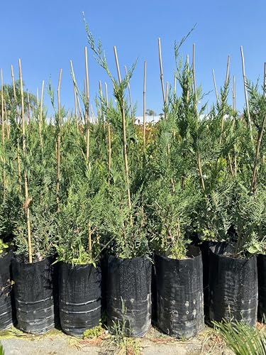 Cipresso di Leyland (Cupressocyparis leylandii), in fitocella - Pianta sempreverde