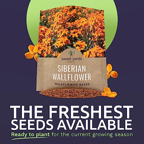 Sweet Yards Seed Co. Siberian Wallflower Wildflower Seeds - Extra Large 1 Ounce Packet - Over 20,000 Fresh Open Pollinated Non-Gmo Flower Seeds - Bright, Abundant, And Fragrant Blooms #TOP1