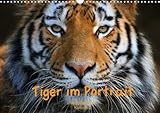  Tiger im Portrait (Wandkalender 2013 DIN A3 quer): ein immerwährender Kalender (Monatskalender, 14 Seiten)