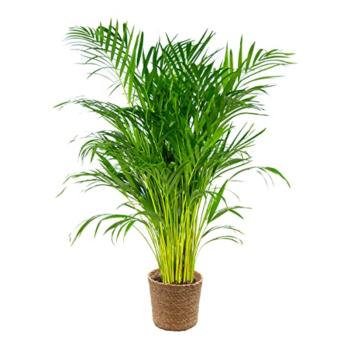 Bloomique - Dypsis lutescens - Palma d’oro Areca - Palma - Pianta da interno - Purifica l’aria - Sicura per animali - Alta 100-110 cm - Cestino in Pianta Ornamentale marina 21 cm