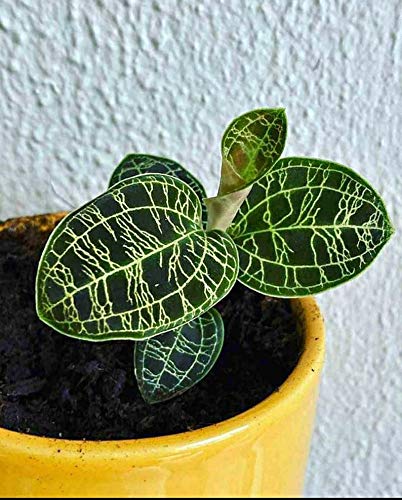 SHOP-SPEND-REPEAT jewel orchid macodes turtleback orchid lightning jewel orchid rare plants exotic plants foliage plants