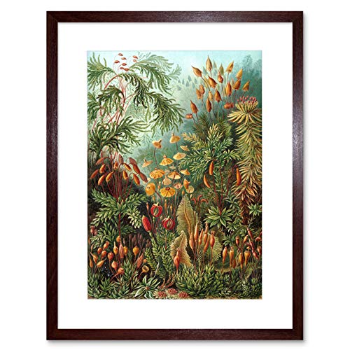 Wee Blue Coo Nature Ernst Haeckel Sea Plant Biology Germany Vintage Framed Wall Art Print