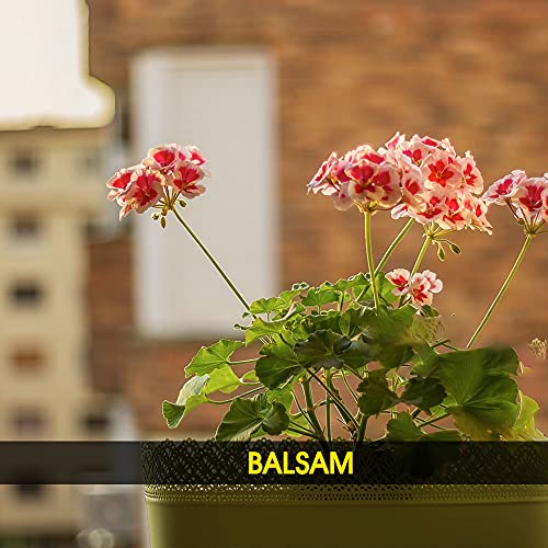 Image of Kraft Seeds Plastic Planter with Bottom Plate, Red, 7.5-inch , Pack of 4 & Summer Bloom Flower Seeds 3 Varieties in 1 Pack