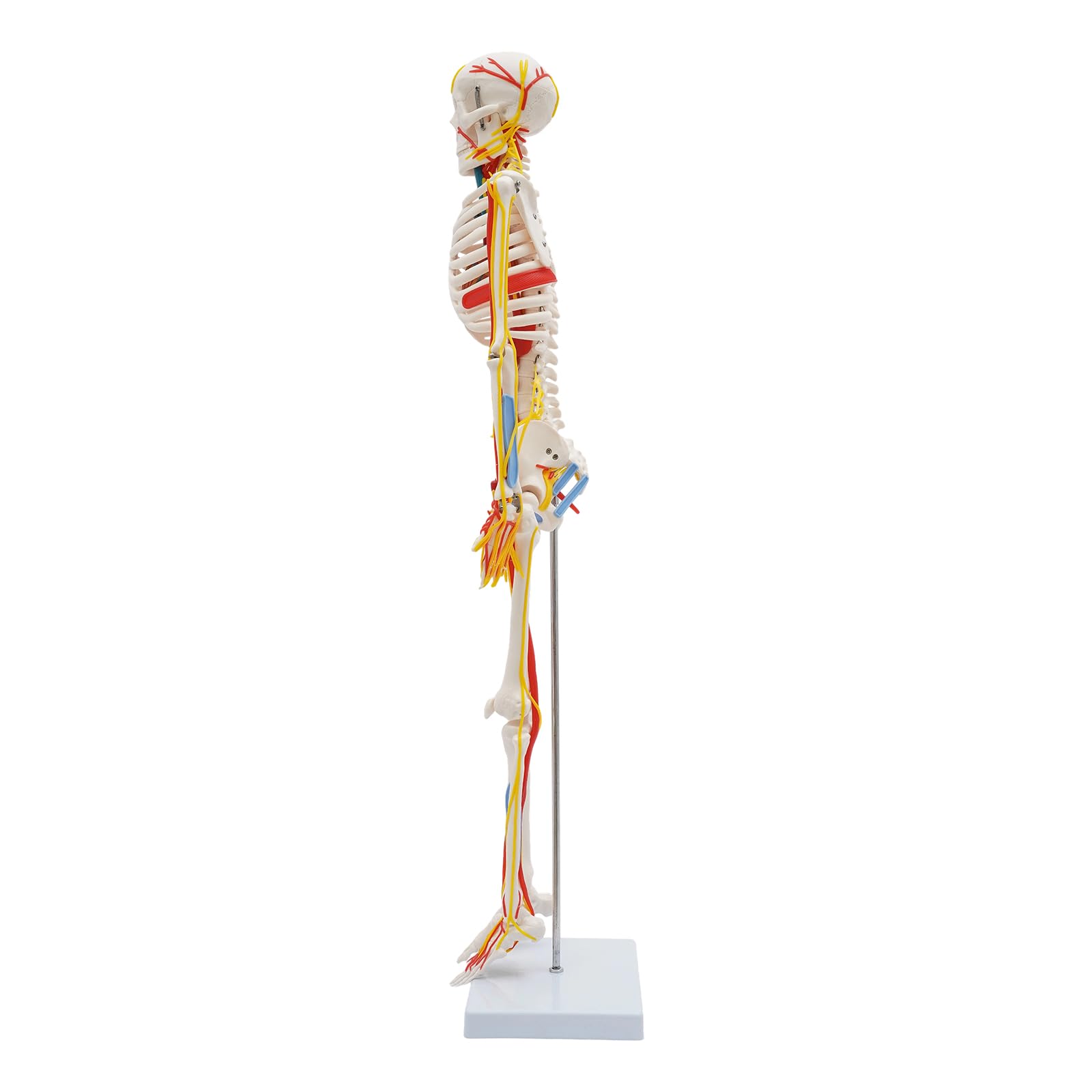 85 cm di altezza, modello di uno scheletro umano in PVC, modello scheletro umano con strutture neurovascolari, modelli di anatomia umana in posizione eretta, per studio e esposizione