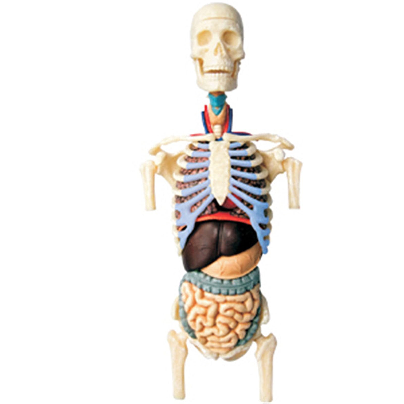 Zestaw 4D przezroczystego modelu anatomicznego tułowia człowieka, model anatomiczny połowy ciała człowieka w skali 1:6, 37 części, odłączany, do prezentacji edukacyjnej i edukacyjnej
