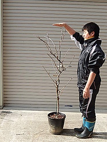 フジ苗B Amazon.co.jp: 九尺藤苗 フジ : DIY・工具・ガーデン