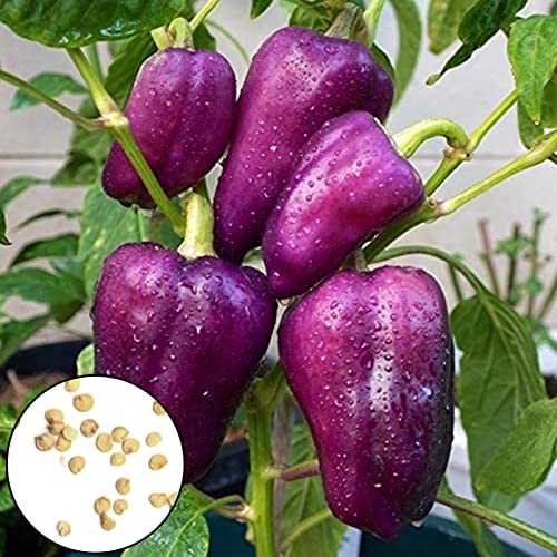 Oce180anYLVUK Graines de Paprika, 100 pièces/Sac de Paprika graines de Plantation, productives, Violettes productives, graines de Couture Pleine adaptées pour la Cour Violet
