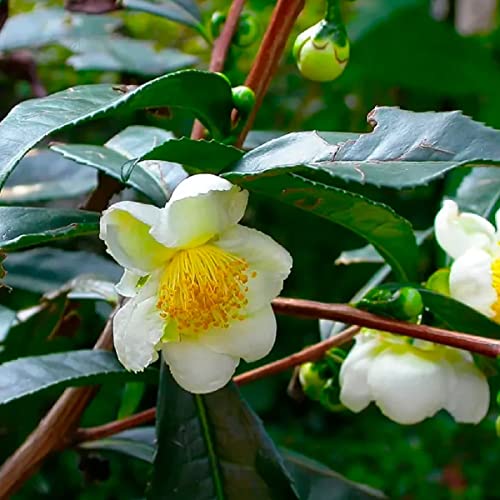 Chá Branco Orgânico Camellia Sinensis