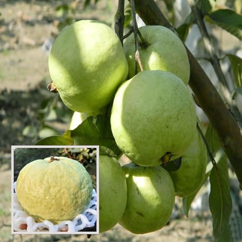 Image of Allhabadi Safeda Round Green Seedless Hybrid Guava Live Plant - Sweet White Flesh Amrud Tree | Rare Grafted Fruit Plant (Allhabadi Safeda Round Green Seedless Hybrid Guava Plant)