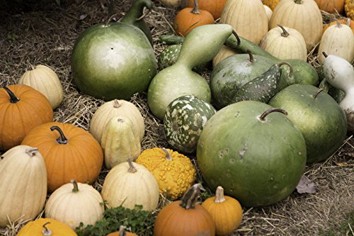 50 Semi bushel della zucca. Grande Per Arts & Crafts. Premium Stati Uniti d'America, non-OGM Seeds! SEMENTI OGM dettagli circa 50 bushel della zucca Seeds. Gre