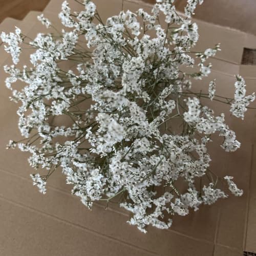 ハイブリッドスターチス白ドライフラワー＊ - ノーブランド品 - 商品画像
