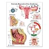 Blue Tree Publishing Female Reproductive Anatomy Poster