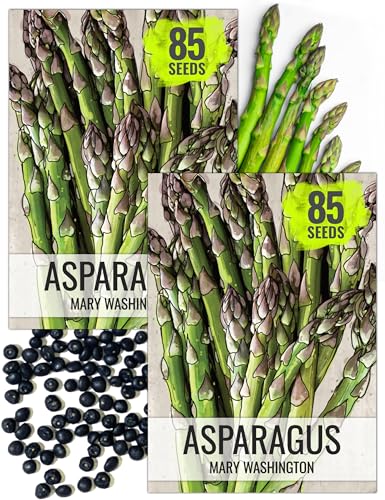 Seed Needs Mary Washington Asparagus Seeds to Plant Heirloom 2 Packs