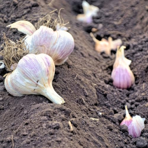 10 Pack of Fresh Garlic Bulb - Great for Planting and Growing OR Eating by Greenhouse PCA