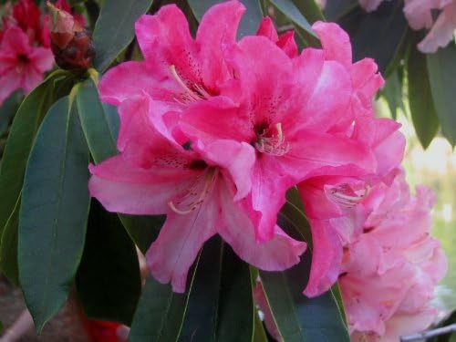 Miniatura 6 de 10 semillas de flores de arbusto Cumberlandense ROJO Cumberland Azalea Rhododendron Cumberlandense