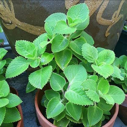 Go4plants Mint Ajwain Karpuravalli Leaves Live Plant with pot pack of 1 (B0BG3G2ZF2) Amazon Price History, Amazon Price Tracker