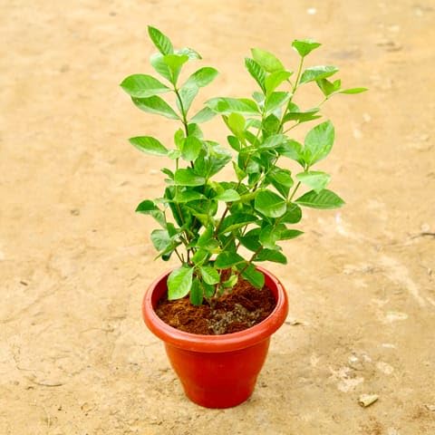 Bedroom Plants Gandhraj/Gardenia in 10 Inch Terracotta Red Classy Plastic Pot-image-24