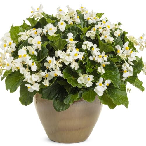 Begonia Big White & Green Leaf Starter Plants (4 Plugs)