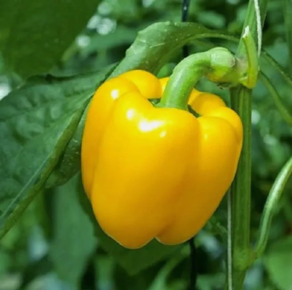 Sweet Canary Yellow Bell Pepper Seeds Non-GMO Vegetable 100 Seeds
