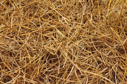 Gachwala Paddy Straw, Rice Straw for Roses, Garden Beds, Vegetables, Flower, Fruits, Pots, Trees, shrubs and General beds Mulch - 500GM/800GM /1KG/1.5KG/2KG (Pack of 2 KG) (B09TQ2RW53) Amazon Price History, Amazon Price Tracker