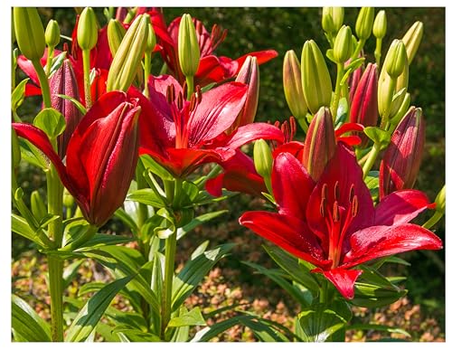 3 Bulbi di giglio rosso | lilium asiatico rosso| lilium Red Country | bulbi circ. 16-18 cm | My PLANTIS.it | spedito da ITALIA | bulbi estivi | gigli per vaso o giardino