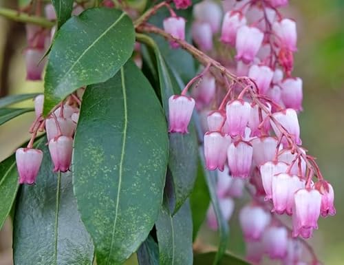 Pink Andromeda Bush Seeds for Planting (30 Seeds) - Pieris Japonica, Japanese Pieris, Forest Flame Pink Andromeda Bush Seeds for Planting (30 Seeds) - Pieris Japonica, Japanese Pieris, Forest Flame