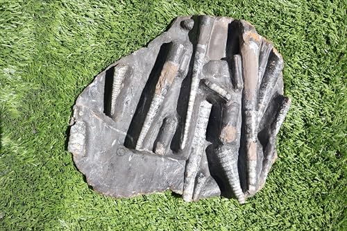 Image of Natural Orthoceras Fossil Plate from Devonian Period Fossil from Morocco