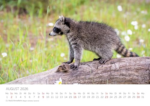 Edition Seidel Premium Kalender Die Welt der Waschbären 2026 Format DIN A3 Wandkalender Tierkalender Waschbär Nordamerika Welpen Wildtiere Waldtiere