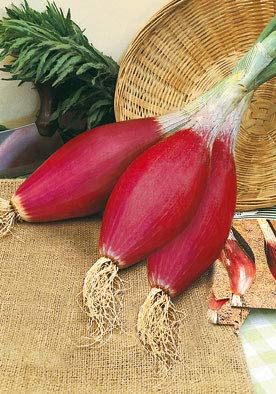 Salerno Seeds Tropea Onion Cipolla Rossa Lunga 4 Grams Made in Italy Italian Non-GMO